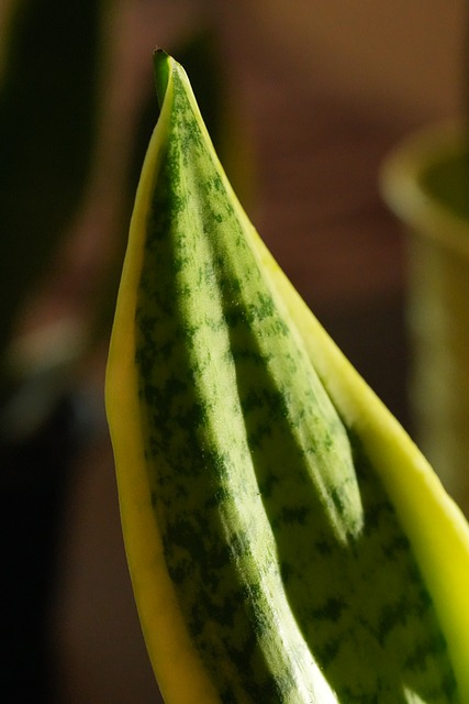 Sansevieria, Bladplante, Grønn Farge