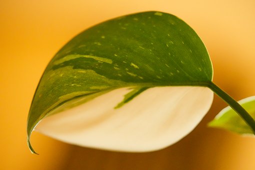 Blad, Plante, Natur, Vegg, Grønn