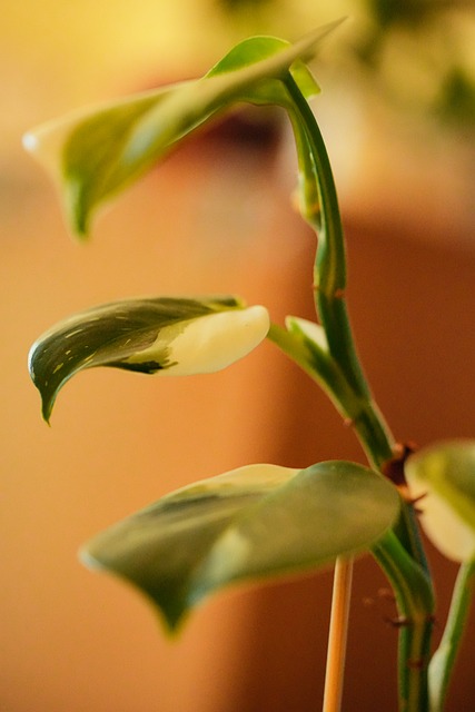 Plante, Blad, Grønn, Natur, Blader