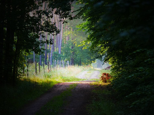 Free Forest Path Sunlight photo and picture