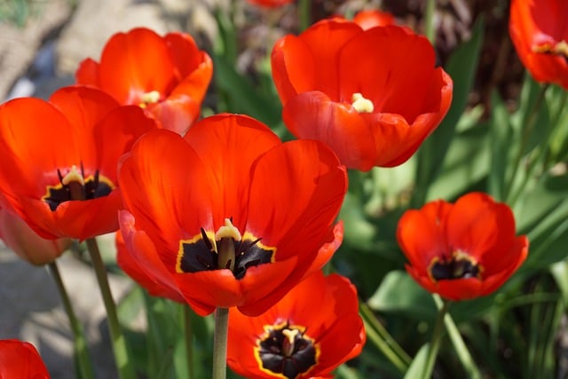 Free Tulip Flower photo and picture