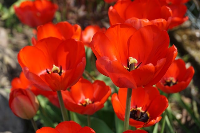 Free Tulip Flower photo and picture