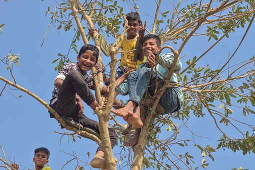 Free Tree Boys photo and picture