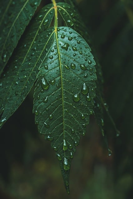 Free Leaf Water photo and picture