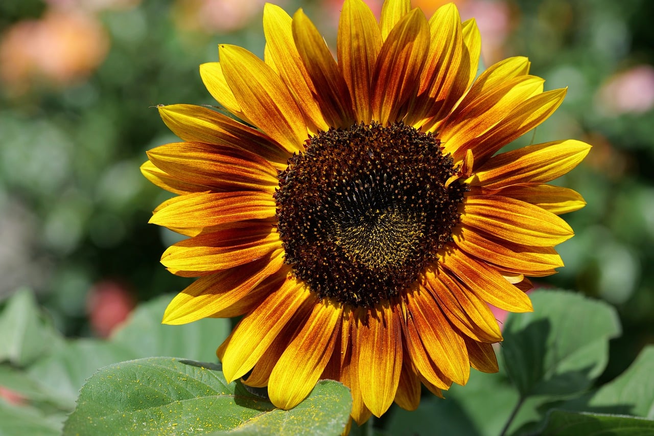 Sunflower Flower Nature Free Photo On Pixabay sunflower-flower-nature-free-photo-on-pixabay