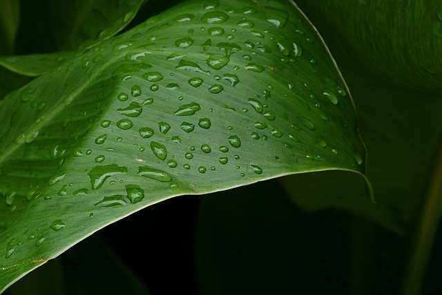 自然, 植物, 芭蕉叶, 绿色, 叶子, 水珠, 滴, 下雨, 湿度, 清新