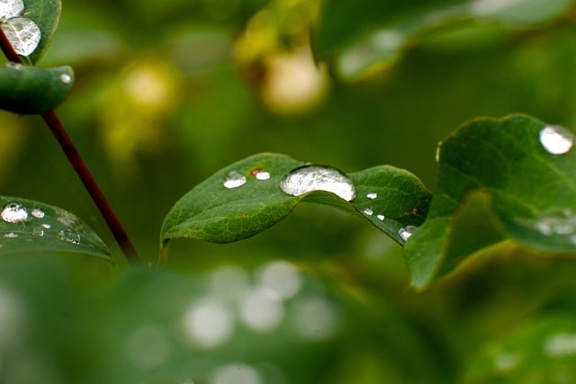 Free Dew Drops photo and picture