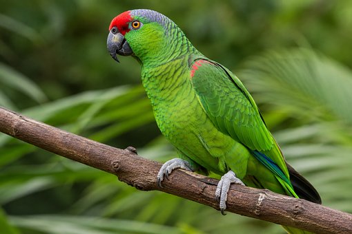 Free Imperial Amazon Parrot illustration and picture