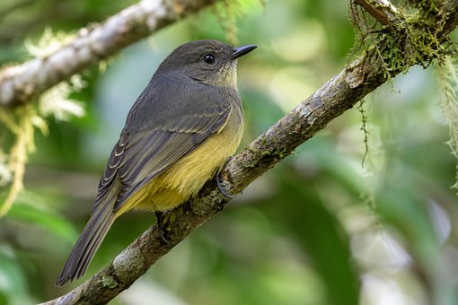Free Bird Branches photo and picture