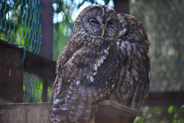 Free Owl Animal photo and picture