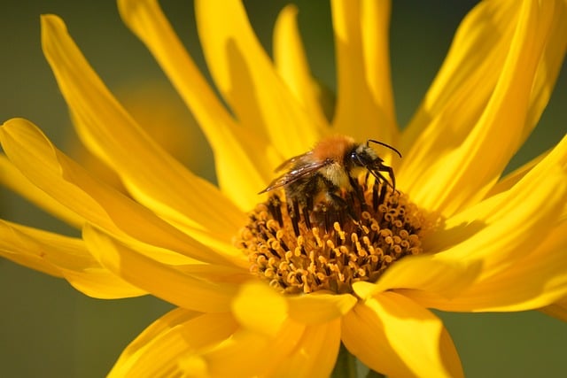 Download free HD stock image of Bee Flower Free Bee Flower photo and picture