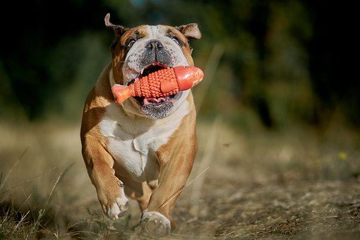 Bulldogge, Hund, Spielzeug, Spielen