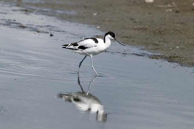 Free Pied Avocet Bird photo and picture