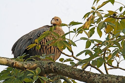 Free Vulture Bird photo and picture