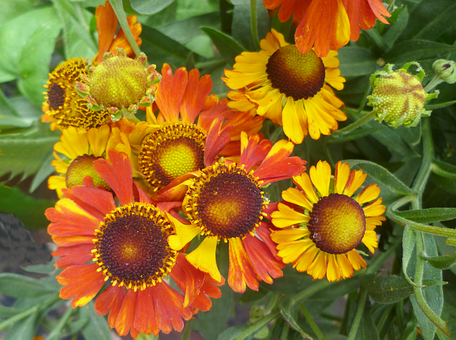 Free Colorful Helenium Helenium Flowers photo and picture