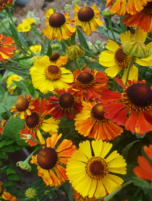 Free Helenium Flowers photo and picture