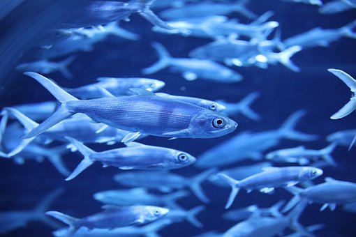 Free Fish Sea photo and picture