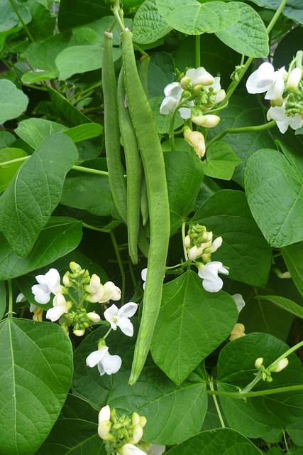Free Runner Bean Green Vegetable photo and picture