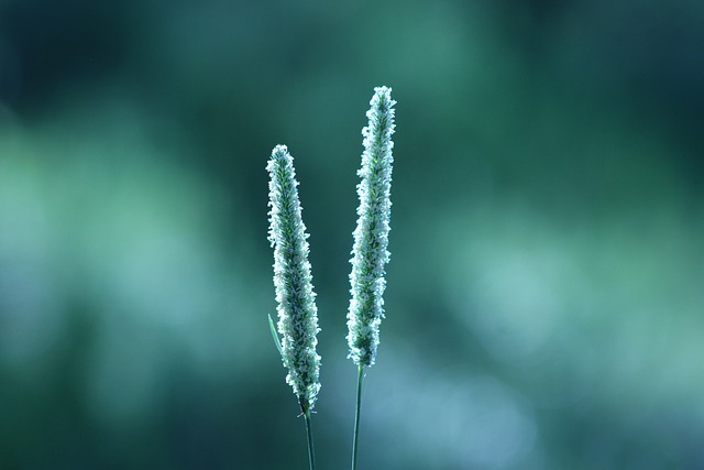 Free Grass Flower photo and picture