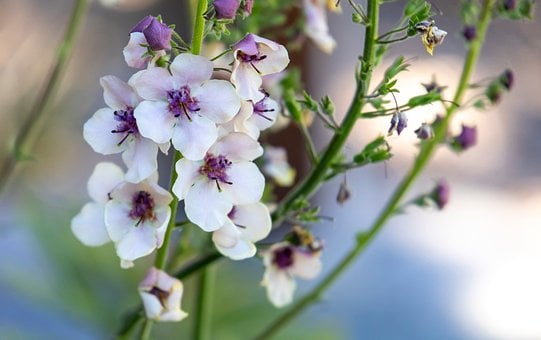 Blomst, Verbascum, Sommer, Have, Plante