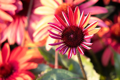 Blomst, Natur, Have, Echinacea