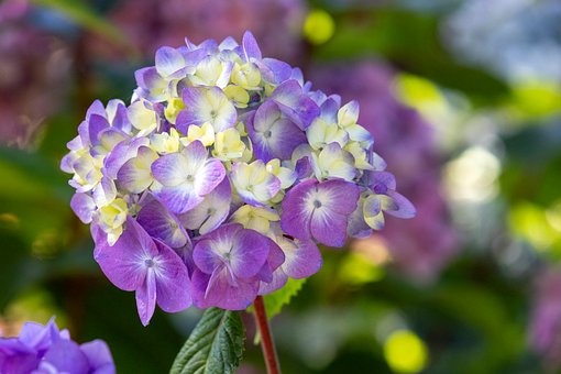 Hortensia, Blomst, Have, Lilla, Gul