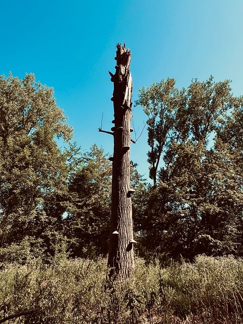 Free Dead Tree Forest photo and picture