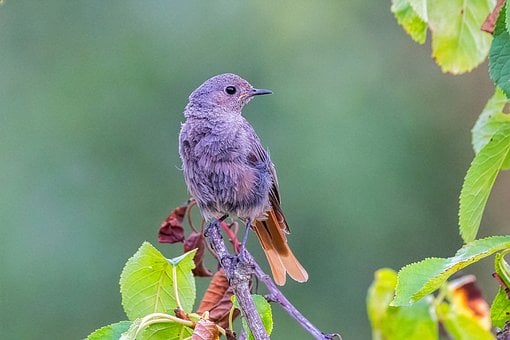 Free Black Redstart Bird photo and picture