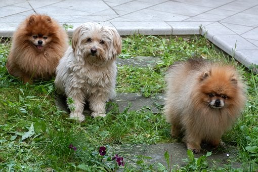 Natur, Hund, Tier, Rasen, Haariger Hund