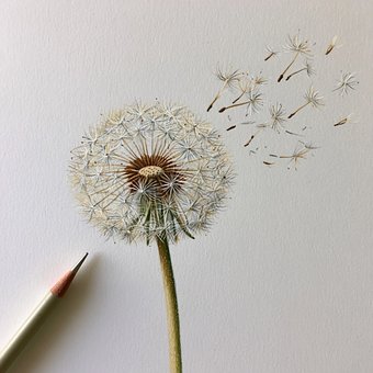 Diente De León, Semillas, Lápiz, Dibujo