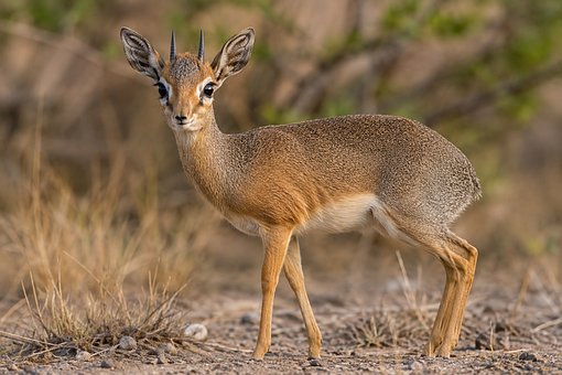 Free Dik-Dik Antelope photo and picture