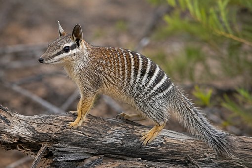 Free Numbat Marsupial photo and picture