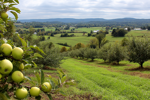 Free Apple Orchard Apple illustration and picture