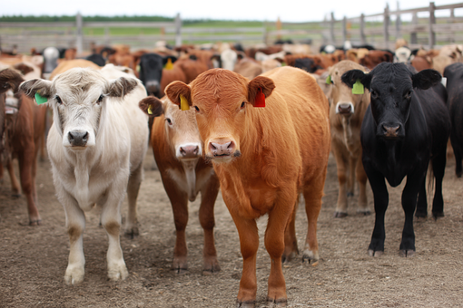 Free Cattle Farm illustration and picture