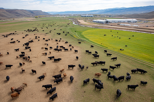 Free Cattle Farm illustration and picture