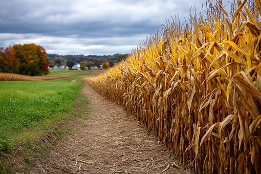 Free Autumn Landscape Cornfield illustration and picture