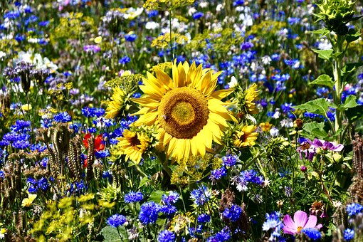 Sonnenblume, Wiese, Wildblumen, Sommer