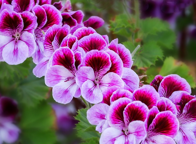 Storchschnabel, Blumen, Rosa Farbe