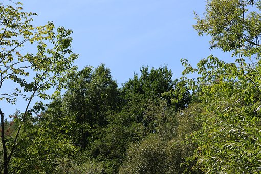 Bäume, Blätter, Blauer Himmel, Natur