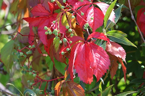 Laubblätter, Buntes Laub, Herbst