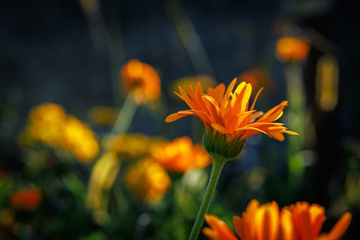 Ringelblume, Blume, Orange, Sommer