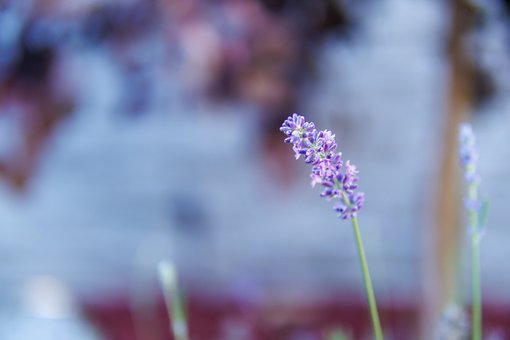 Lavendel, Natur, Blume, Sommer, Lila