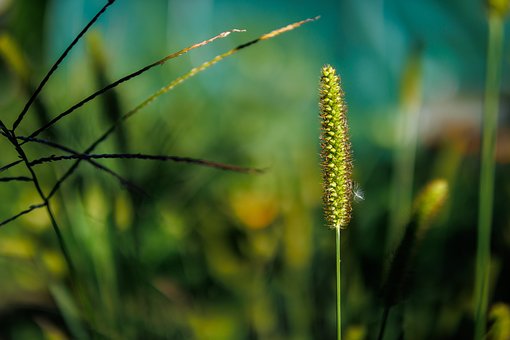Gras, Natur, Makro, Bokeh, Ährchen