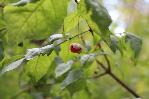 Bes, Natuur, Bos, Bladeren, Boom, Plant