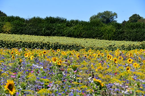 Sonnenblumen, Wiese, Feld, Natur, Blumen