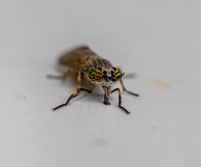 Free Fly Insect photo and picture