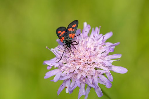 Free Nature Insect photo and picture