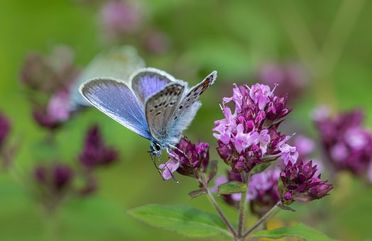 Free Nature Butterfly photo and picture