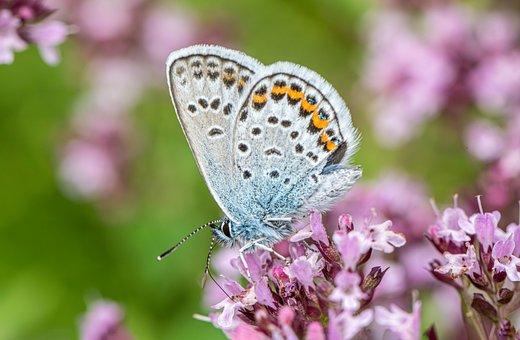 Free Nature Flower photo and picture