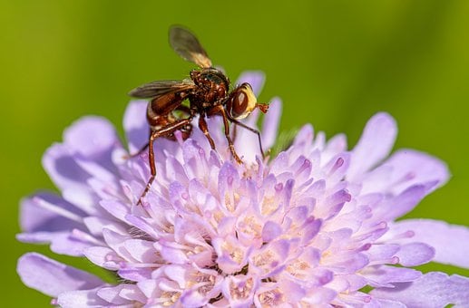 Free Fly Flower photo and picture